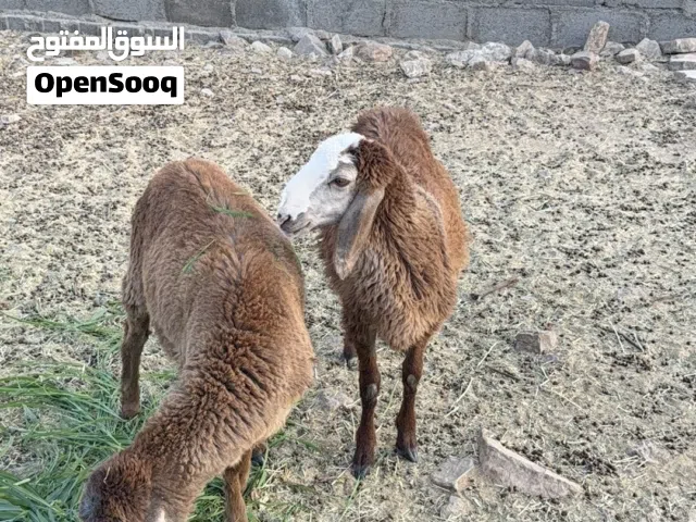 حمله سوداني اصل