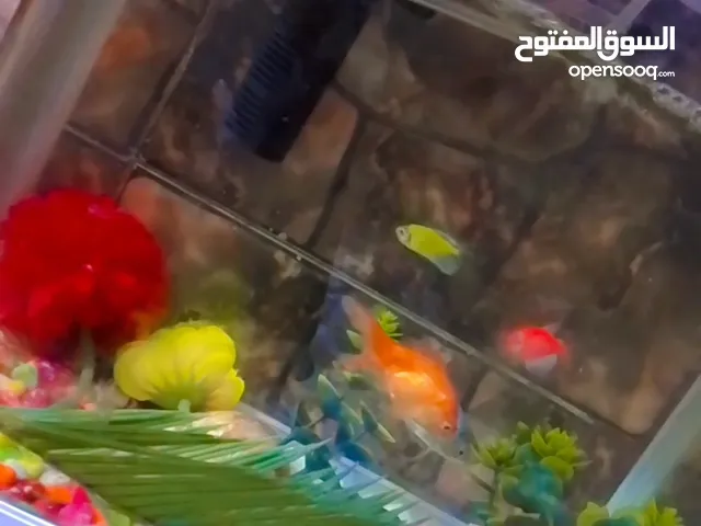 حوض اسماك مع غراضه