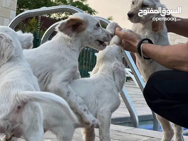 الأقوى والأندر في الأردن جراء السِتر المميز