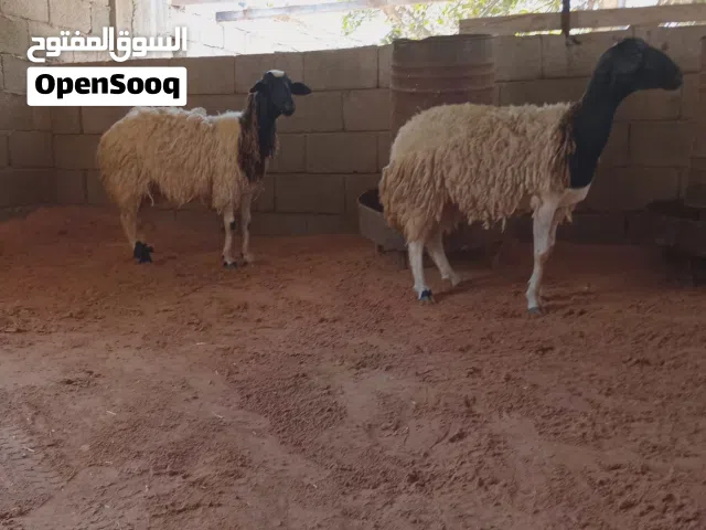 سته نعاج خمسة بطولهم وحده ولاده خروف وسنهم جمعات