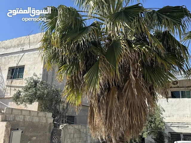 شجرة نخيل طول 5 متر واكثر للبيع