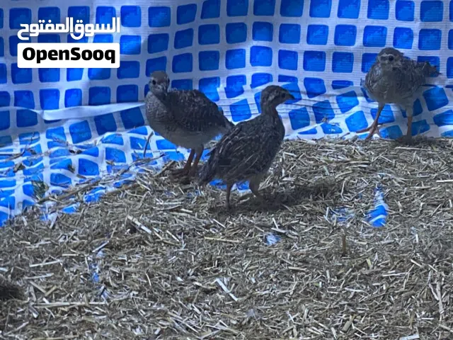 صفارد للبيع
