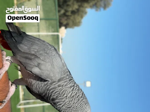 للبيع كاسكو فل ربوه