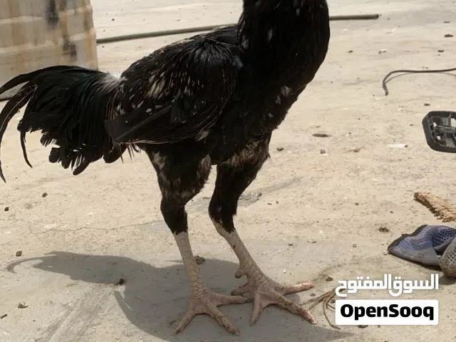 ديوك باكستانيه للبيع بسعر مناسب وقابل للبدل