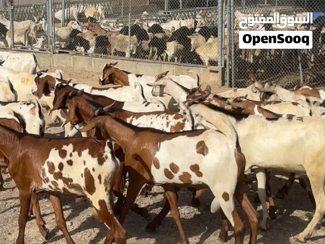 الي يبحث عن حلال للتربيه او الذبح متوفر أنواع من التيوس الاثيوبيه و الصوماليه والدوربر الأفريقي