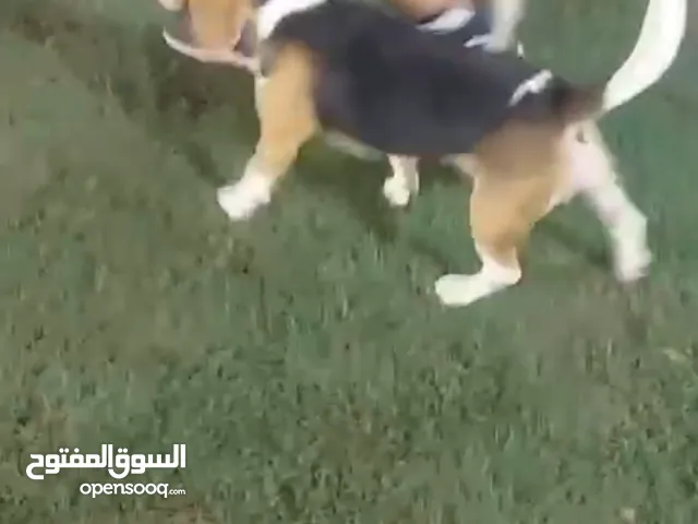 كلاب بيجل ذكر و انثي