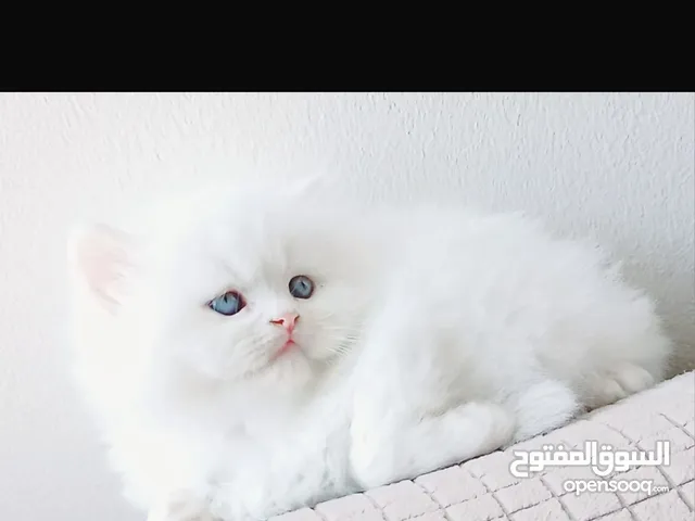 اجمل قط هملايا اورنج