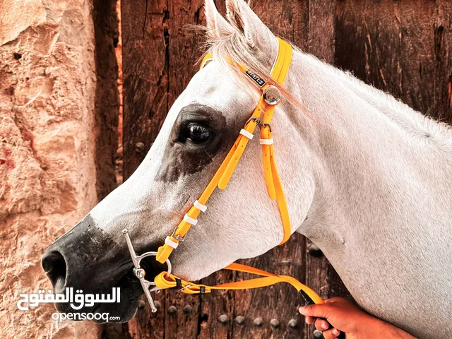 فحل عربي جمال واهو
