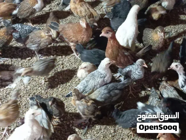 دجاج وطني درجة اولي