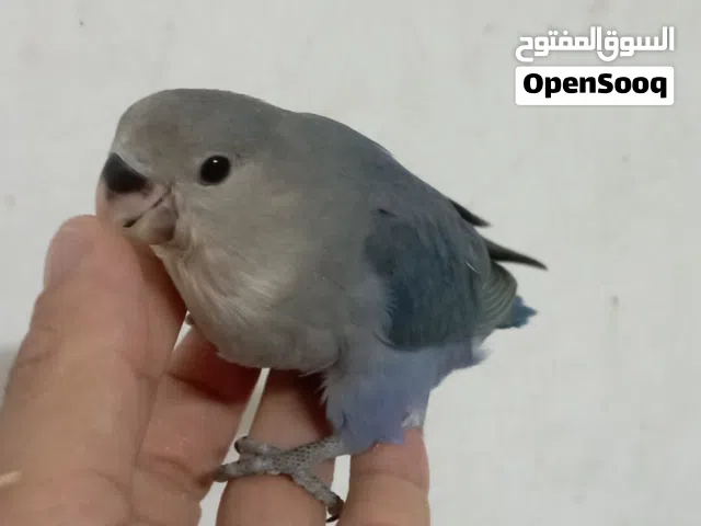 طيور روز ...