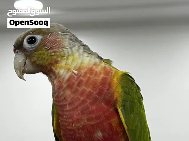للبيع كنيور اليف و يخربط شوي السعر 55 و قابل للتفاوض