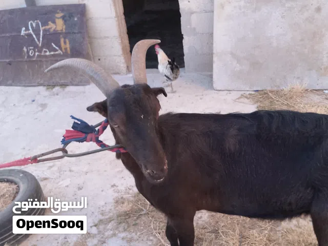 عنز اللبينو لجبة