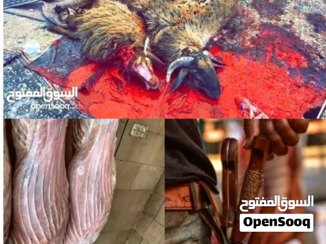 ذبح اضاحي في المنازل في رصيفه والزرقاء