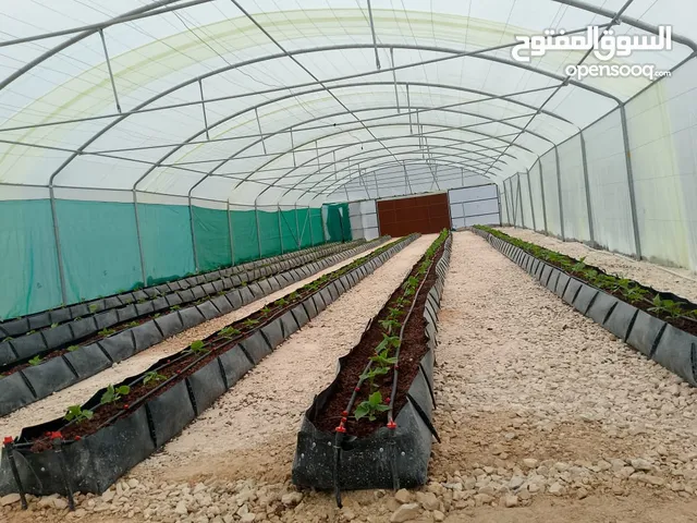 بيت بلاستيكي زراعه مائيه +كرفان+خلايا طاقه شمسيه لوحه تحكم الكترونيه للري والحراره خلايا تبريد