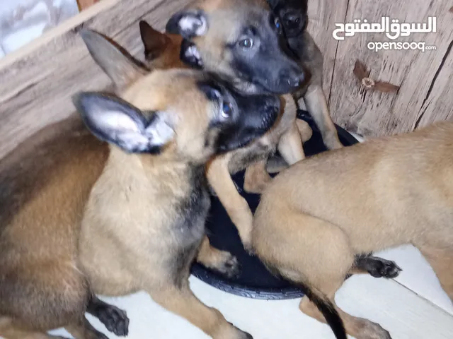 بالجيم ماليونو
