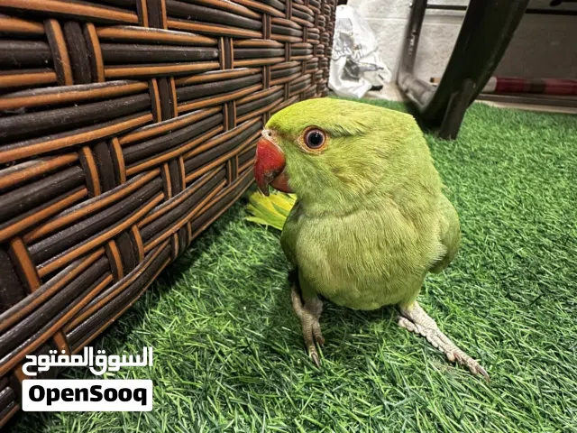 ببغاء دره هندي اليف جدا لعوب ثوب كامل آيه من الجمال صلاه النبي لعوب مع الكبار والصغار صحه ونظافه