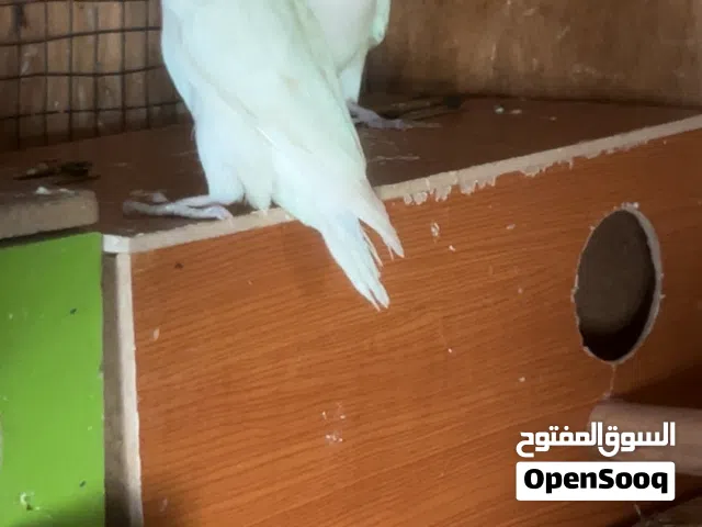 سلام عليكم زوج غندوره شوف الوصف