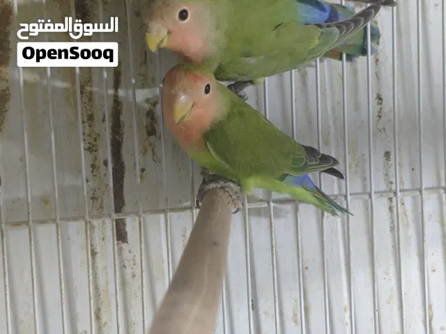 زوج غندور روز غير معروف جنس السعر 35