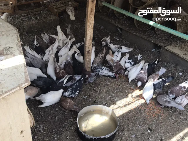 حمام رسائل سمان بياض وجه
