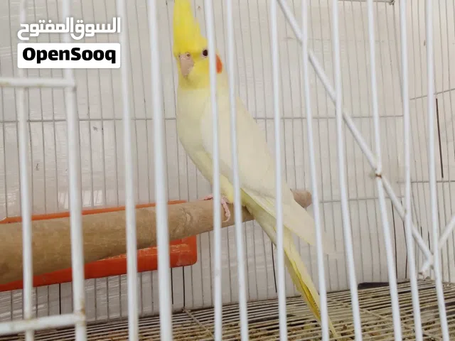 اقرا الوصف