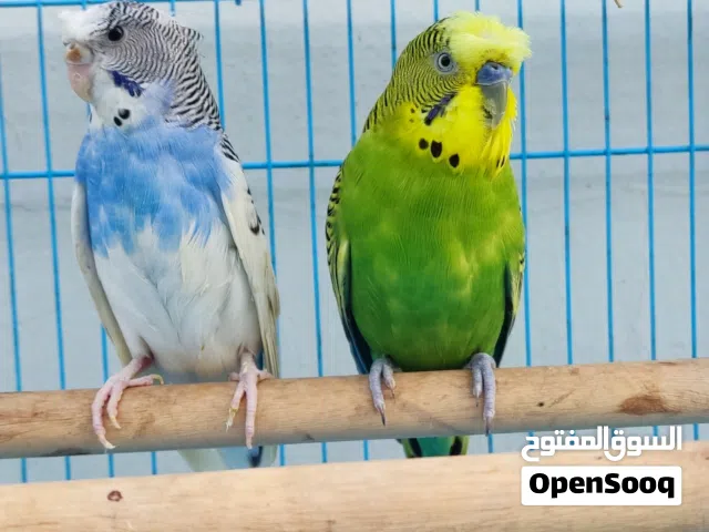 بادجي زوج كرست مع هوجر  للبيع او البدل اقرا الوصف