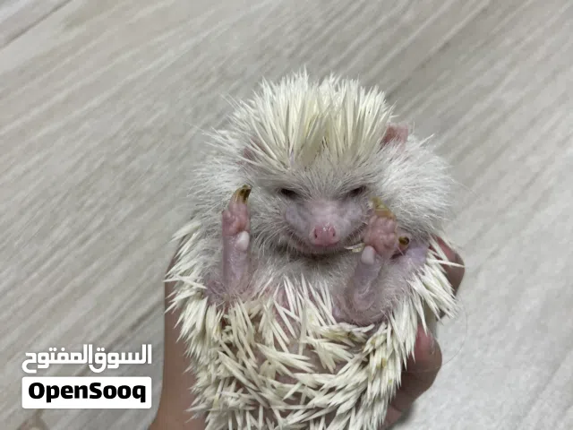 Albino hedgehog