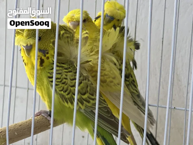 ذكور هوقو احجام وردات وكرست نخب الاول