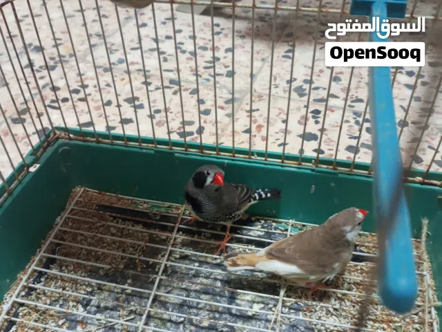 كوبيا زيبرا الله يبارك ذكر بلاك فيس والانتاية بطريق