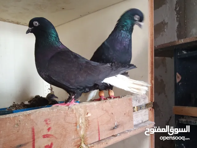 جواز حمام زق للبيع تحتهم بيض وفراخ .شغالات ومكفولات .وسعر خاص للكوم