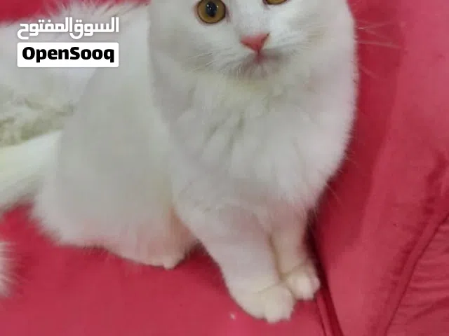 kittens for adoption