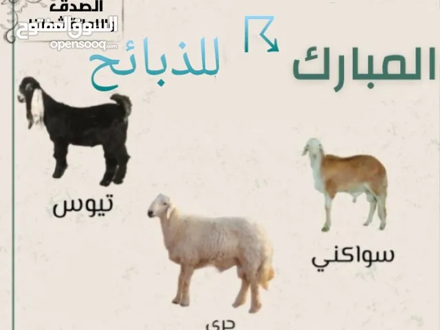 المبارك للذبائح
