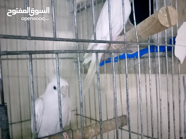 جوز البينو ابو فراخ وفحل وايت ابو فراخ