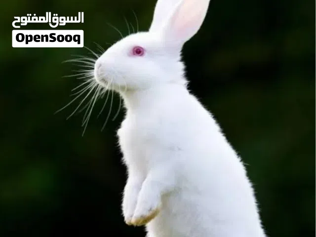ارنب البينو عمره قرابه 4-5شهور