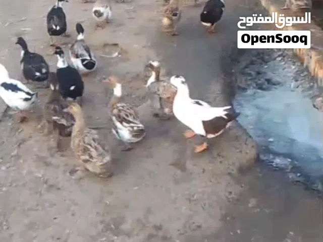 للبيع بط محلي عمر سنتين