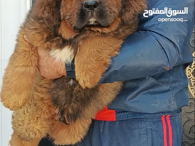 Pomeranian  Tibetan Mastiff Samoyed  Giant Malamute