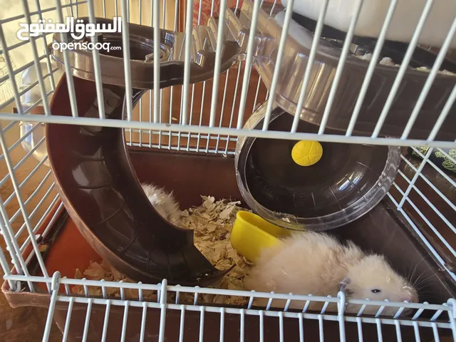 هامستر عدد 2 مع القفص