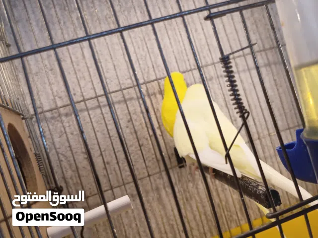 كوبيه بقلينو ربي ايبارك