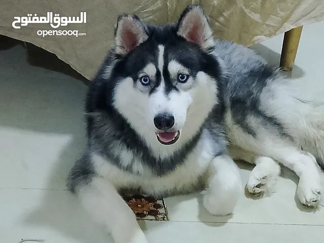 متاح كلبه هاسكي بيور الاقرب مكان معصره الجنه