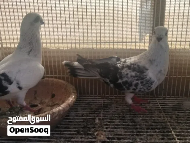 طيور سوريات وزواجل واسعار حلوه