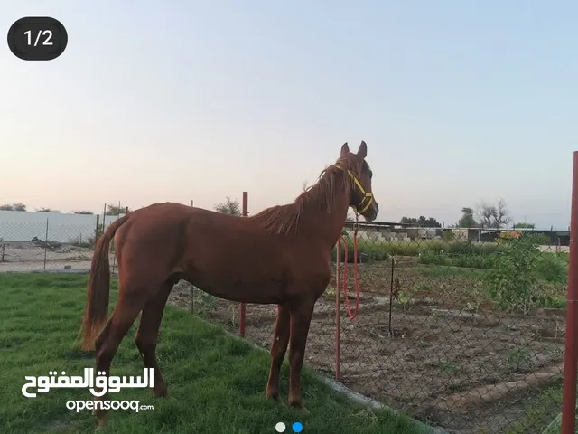 حصان عربي اصيل