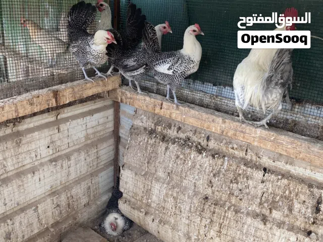 للبيع دجاج فيومي