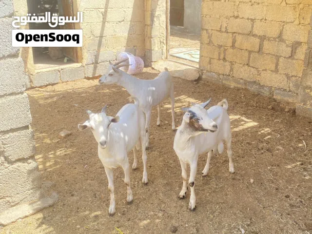 للبيع كبش وجدايا صومالية مطعومه وكبش اقرا الوصف