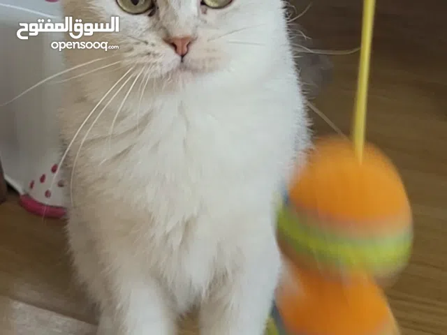 أنثى بريتيش سيلفر منتجة للبيع