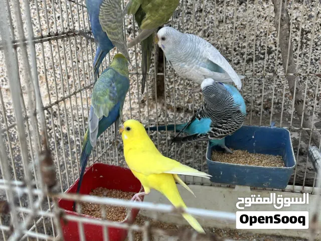 طيور بادجي 6 طروف فيهم زوز اناتي واربع دكورة