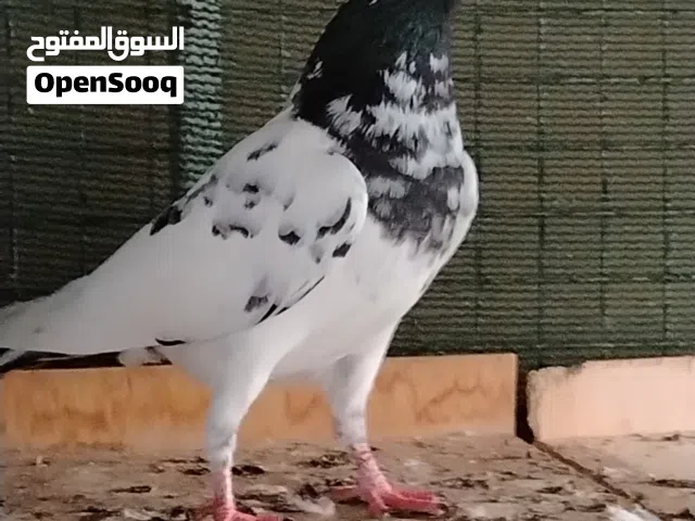 حمام تيادي 128 وكمنجرات من نسل القديم