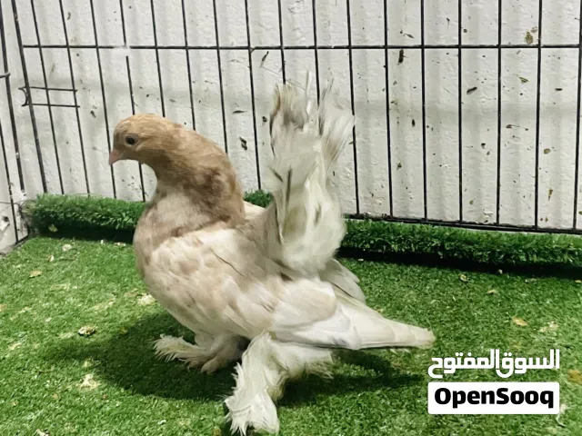 طرف روسي مبروص