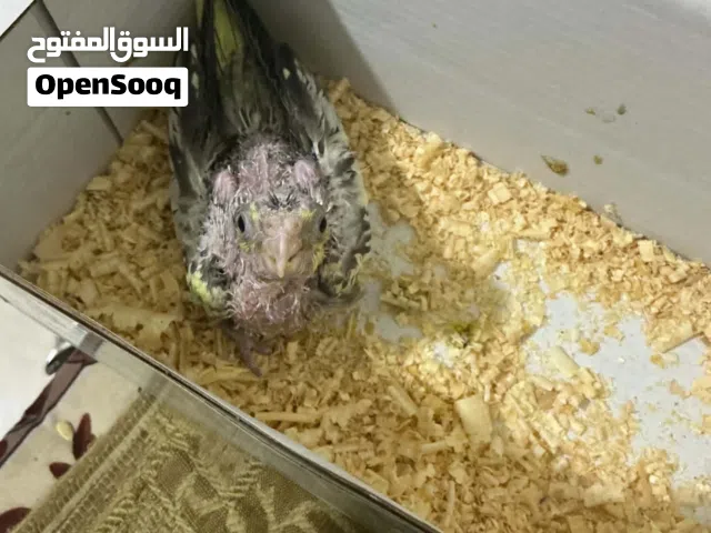 طير اليزبيل العمر 14يوم