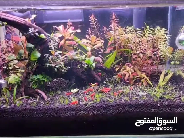 حوض نباتي مزروع