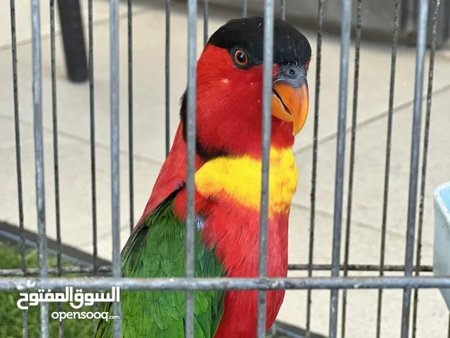 Lories and lorikeets parrot  ببغاء اللوري رينبو