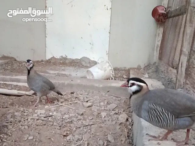 شنى جبل شمس (حجل عربي) منتج للبيع